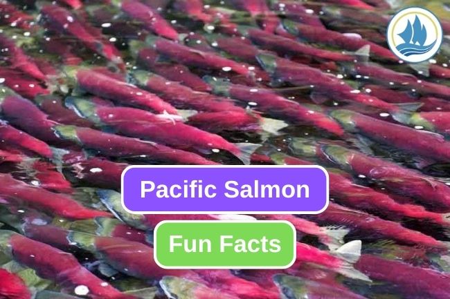 Get To Know About 10 Fun Facts Of Pacific Salmon